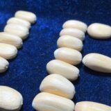 Encephalartos lehmanni seeds
