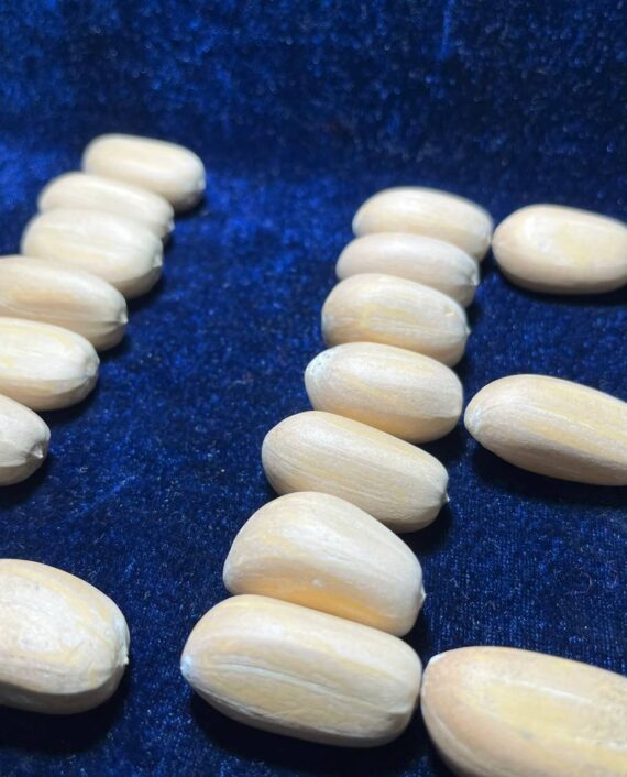 Encephalartos lehmanni seeds