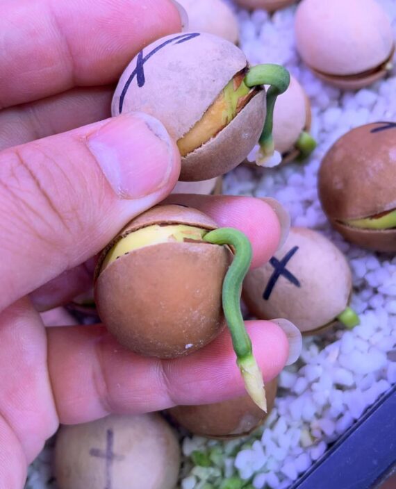 Cycas calcicola seeds