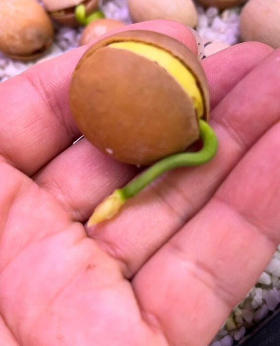 Cycas calcicola seeds