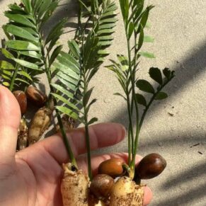 Encephalartos caffer seedlings