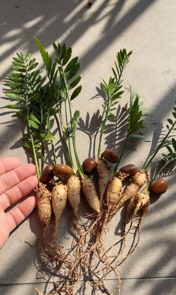 Encephalartos caffer seedlings