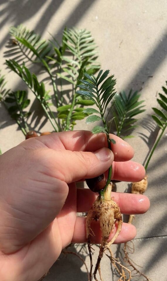 Encephalartos caffer seedlings