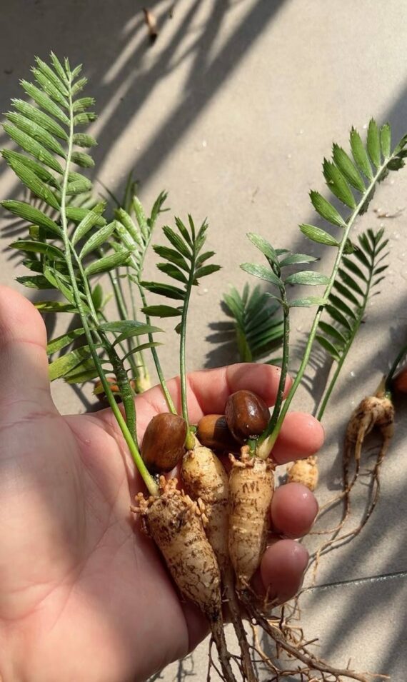 Encephalartos caffer seedlings
