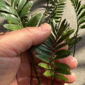 Encephalartos caffer seedlings