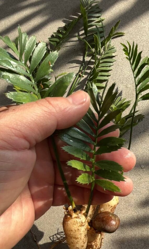 Encephalartos caffer seedlings