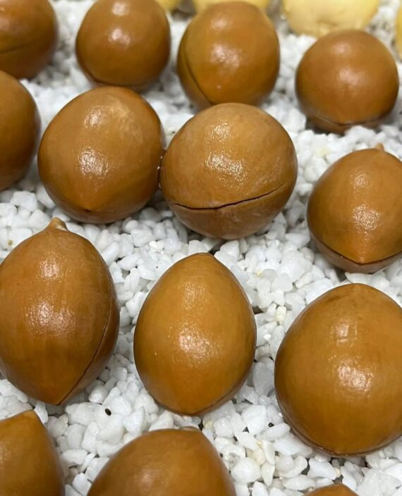 cycas cainsiana seeds