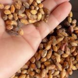 cyphostemma uter Var macropus seeds