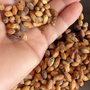 cyphostemma uter var macropus seeds