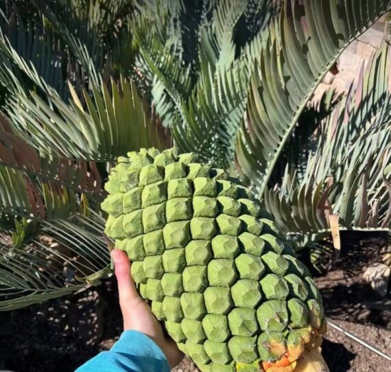 Encephalartos nubimontanus seeds