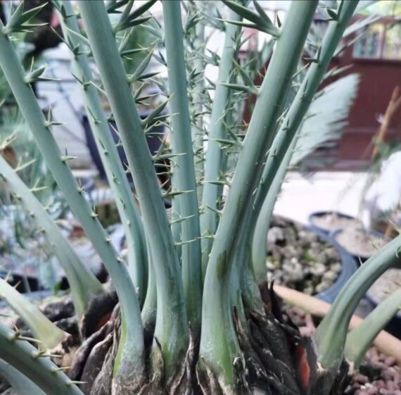 Encephalartos nubimontanus seeds