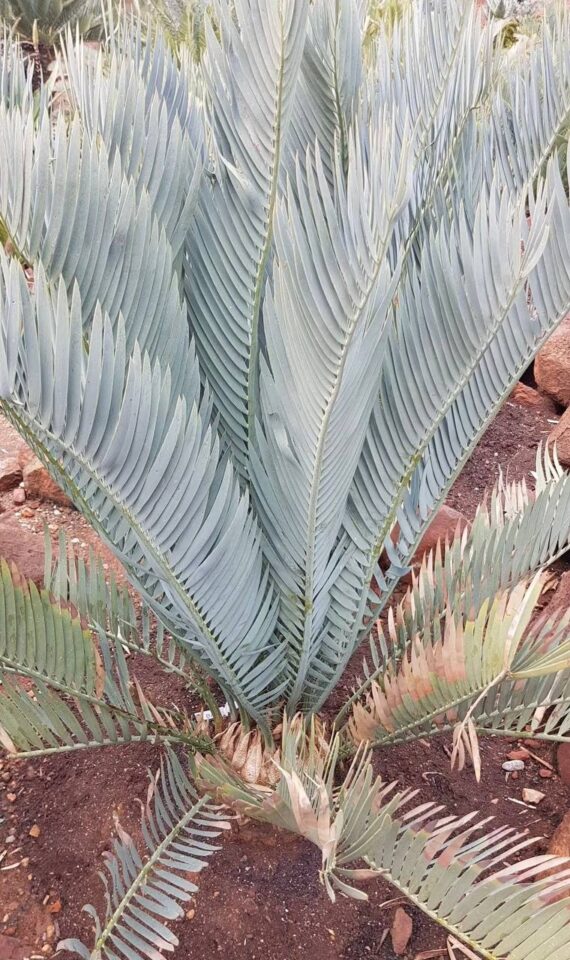 Encephalartos nubimontanus seeds