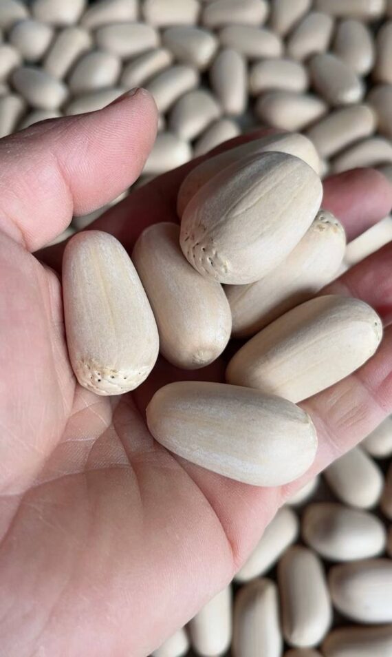 Encephalartos nubimontanus seeds