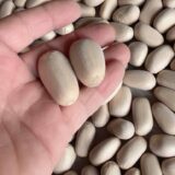Encephalartos nubimontanus seeds