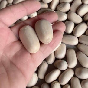 Encephalartos nubimontanus seeds