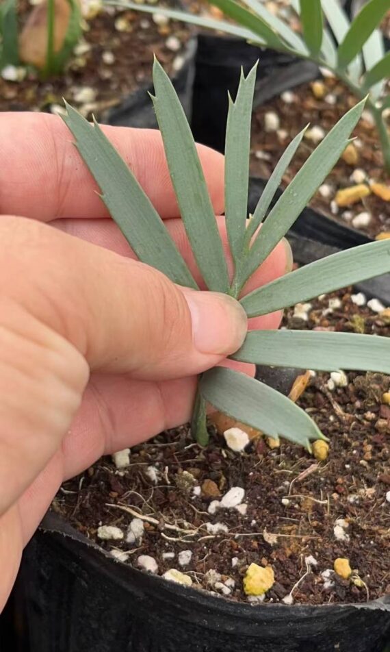 Encephalartos trispinosus seedlings