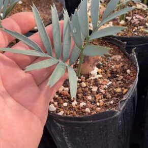 Encephalartos trispinosus seedlings