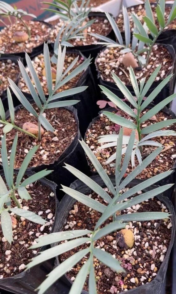 Encephalartos trispinosus seedlings