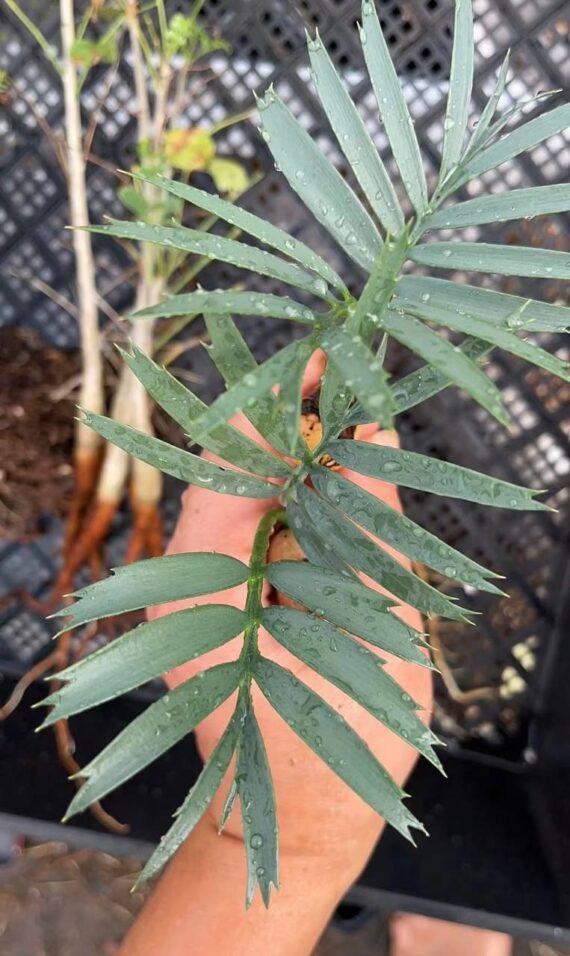 Encephalartos trispinosus seedlings