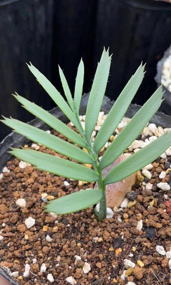 Encephalartos trispinosus seedlings
