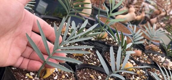 Encephalartos trispinosus seedlings