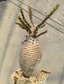 pachypodium ambongense 