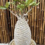 pachypodium ambongense