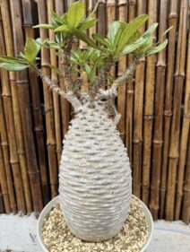 pachypodium ambongense 