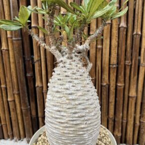 pachypodium ambongense