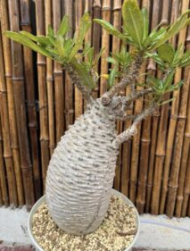 pachypodium ambongense 