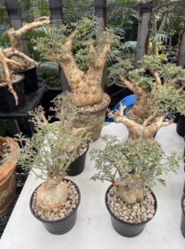 cyphostemma betiforme