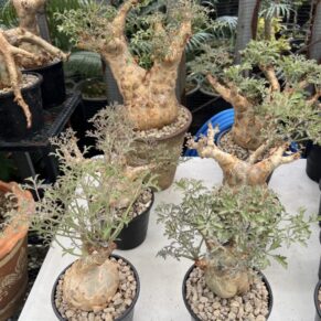 cyphostemma betiforme