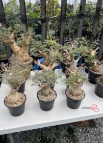 cyphostemma betiforme