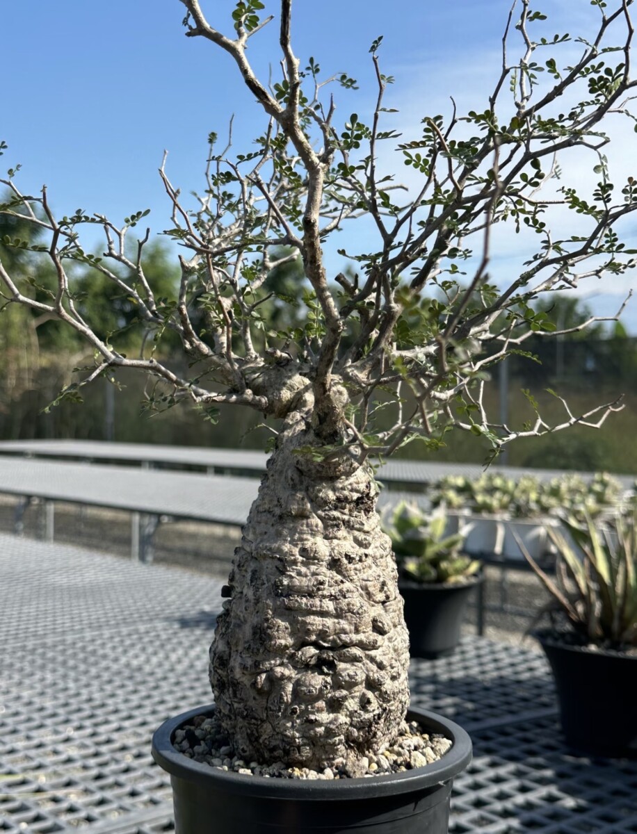 Operculicarya Pachypus