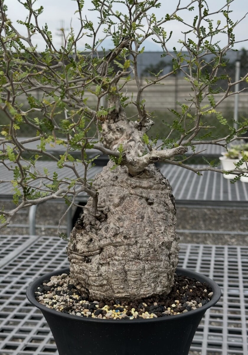 Operculicarya Pachypus - Image 16