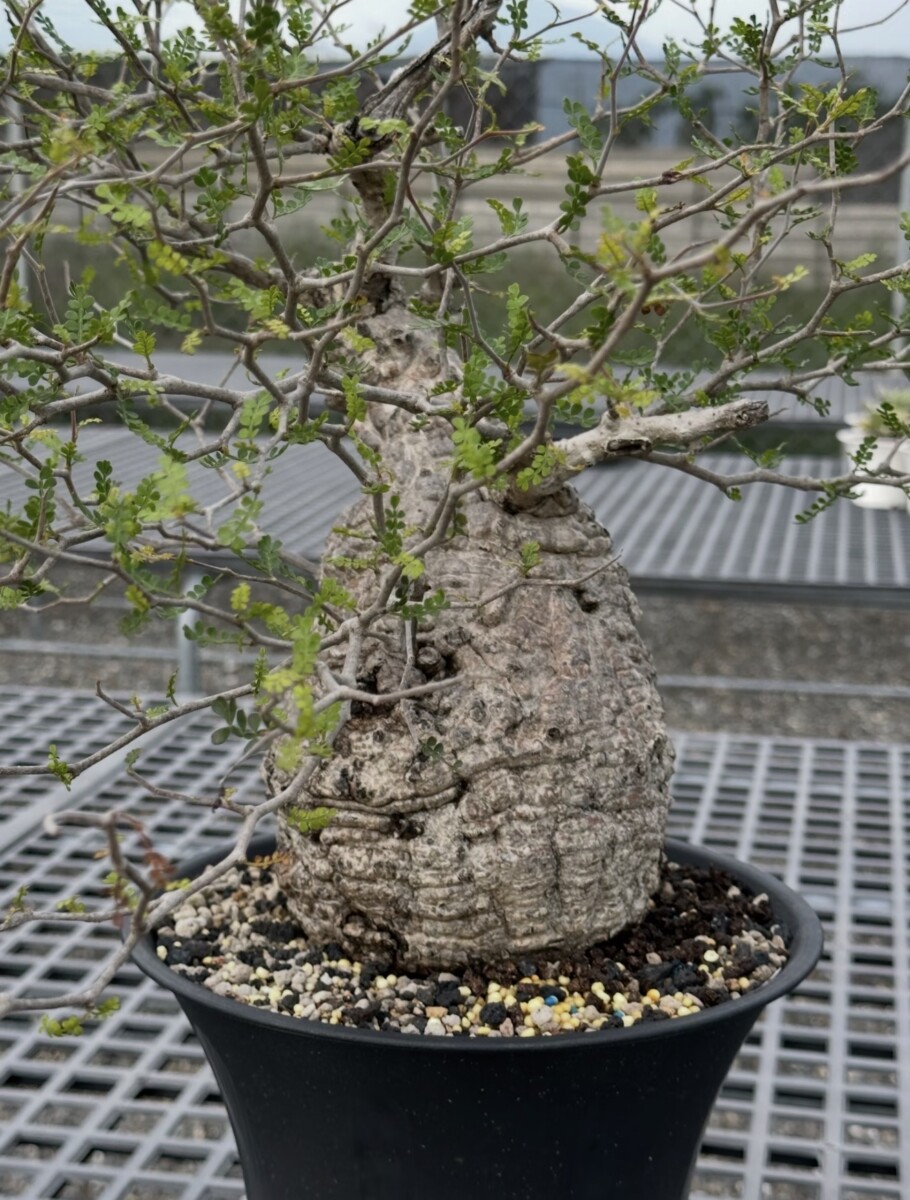 operculicarya pachypus