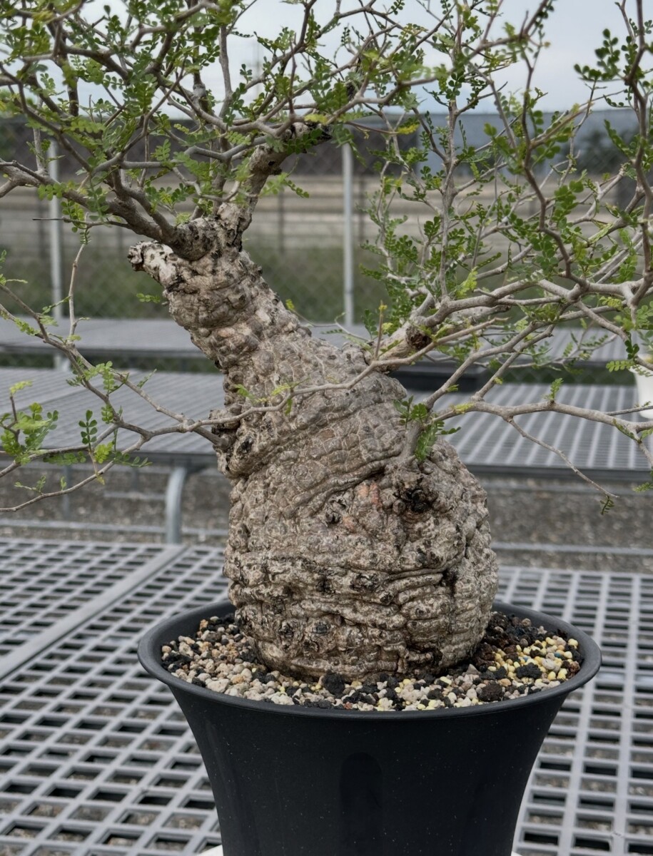 Operculicarya Pachypus
