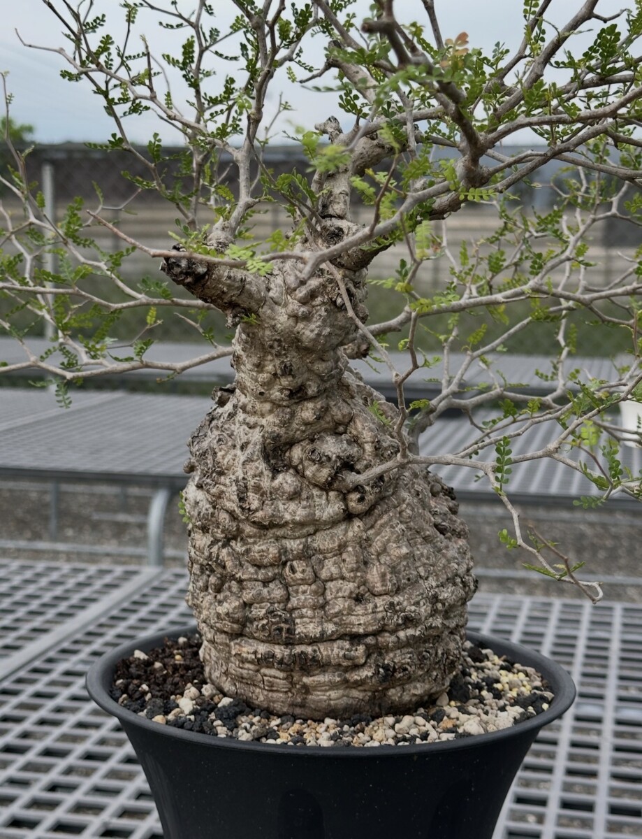 Operculicarya Pachypus - Image 12