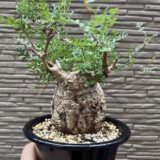 Operculicarya Pachypus