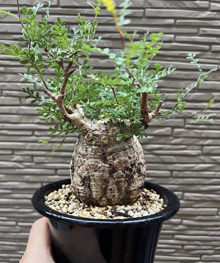 Operculicarya Pachypus