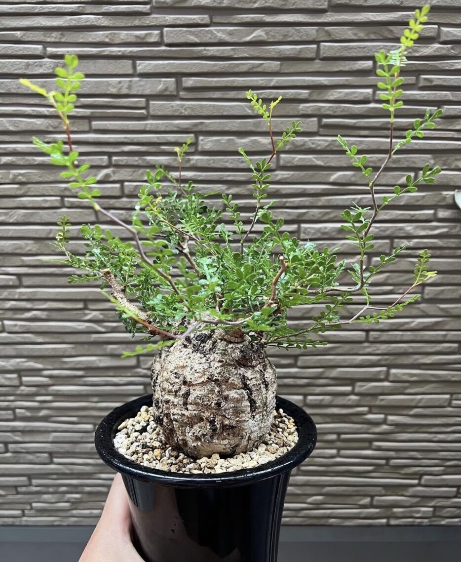 operculicarya pachypus