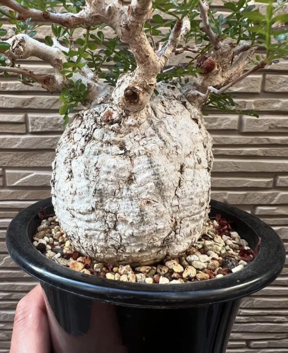 Operculicarya Pachypus - Image 5