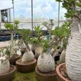 pachypodium ambongense
