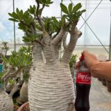 Pachypodium ambongense