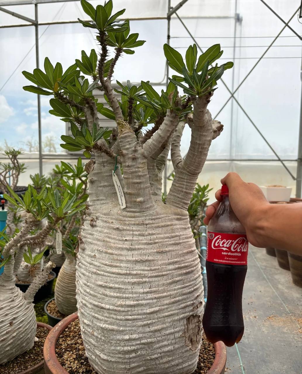 Pachypodium ambongense