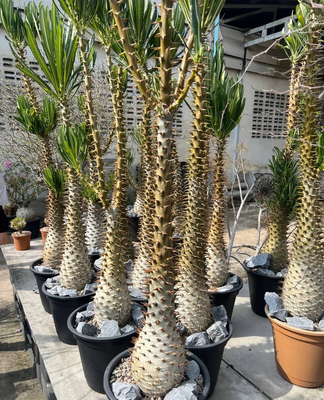 Pachypodium ambongense