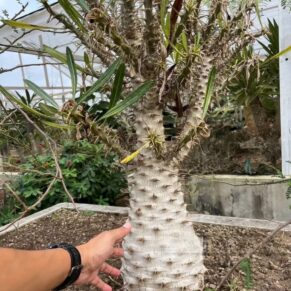 Pachypodium ambongense