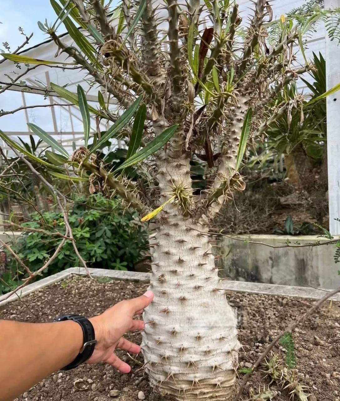 Pachypodium ambongense