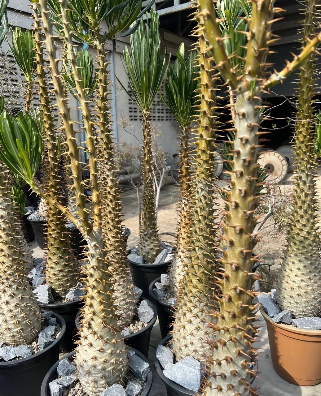 Pachypodium ambongense