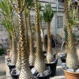 Pachypodium ambongense